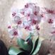 Комплект квітів "Орхідея" EVA 1мм Білий 8089 фото 6